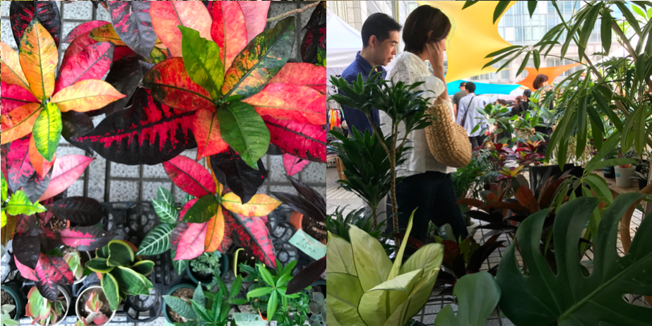 都市の中で、人と植物が共生する在り方を問い直すマーケット『フラワーアンドグリーンマーケット』