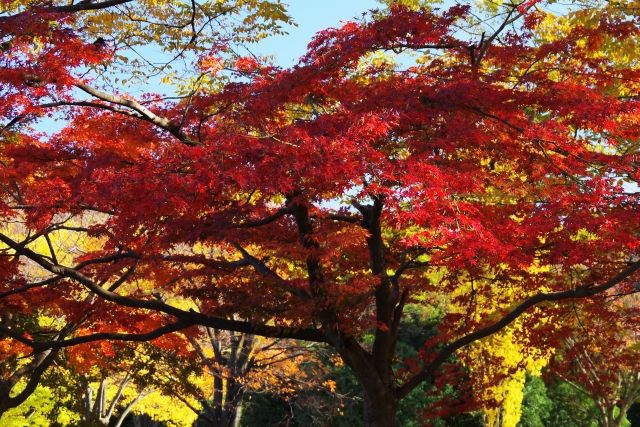渋谷で楽しむ紅葉おすすめスポット